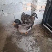 یک جفت اردک ایرانی