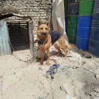 سگ ژرمن