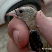 معاوضه سهره نر با جفت قناری یا سهره بالغ