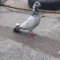 10 عدد کبوتر فروشی