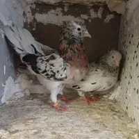 کبوتر جفت سرور