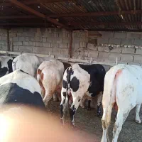 گوساله نر دورگ و سیمینتال چاق