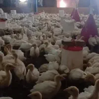 بوقلمون