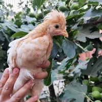 جوجه مرغ کاکلی محلی نیمچه