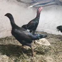 تخم مرغ لاری ودونمه