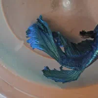 فایتر های خاص زیبا