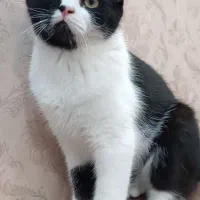 گربه بریتیش