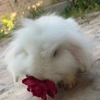 خرگوش لوپ سفید دامپزشکی رفته سالم