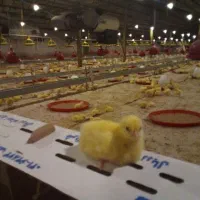 پروانه مرغداری گوشتی