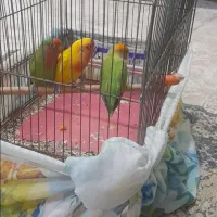 یک جفت طوطی