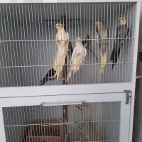 طوطی عروس هلندی