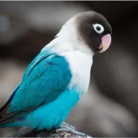 یک عدد طوطی برزیلی سبز آبی