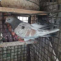 کبوتر
