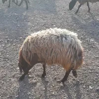 دو راس  میش مناسب داشت
