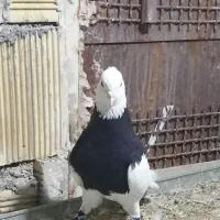 بوم طوقی