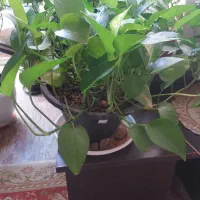 گل پتوس