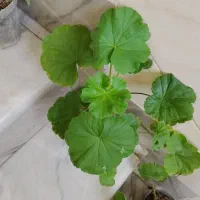 گلهای طبیعی و شاداب