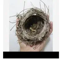 یک عدد جوجه قناری فروشی