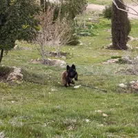 سگ مالینویز نر