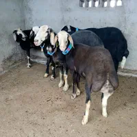 5عدد گوسفند توقلی های ناب