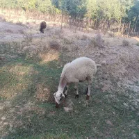 میش و بره