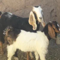 ۲عددبزیکساله زایده جوان چاق