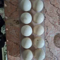 تخم نطفه دار لاری