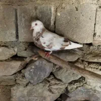کبوتر  ماده