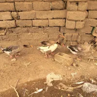 غاز محلی