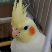 جوجه عروس هلندی لوتینو سینامون