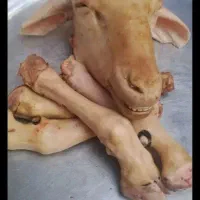پخش کلی کله پاچه سیرابی گوسفندی.