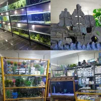 آکواریوم سیلور،گوپی سیچیلایدآنجل فایترگیاه کالرکوی