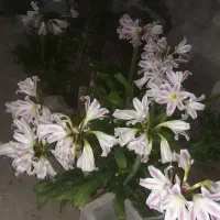 بزرپیازمینروادست گیری
