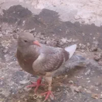 جوجه دست پر. سفید