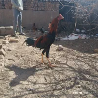 تخم نطفه دار لاری