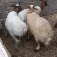 گوسفند بره نر