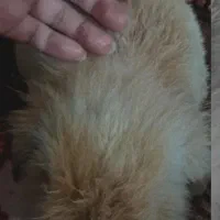 خرگوش لپ هلندی دستی