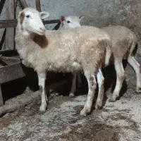 رومن بره نر ماده،