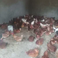 مرغ تخمگذار محلی