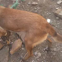 توله سگ گرگینه