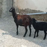گوسفند بره دار شکم اول