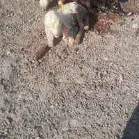 بزغاله شیری