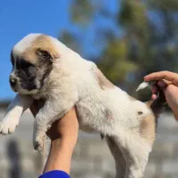 توله های الابای اصیل نر و ماده