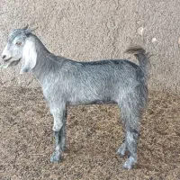 کهره نر