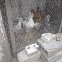 ۶عدد خروس گلین ۴ماهه