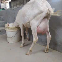بز سانن شکم اول