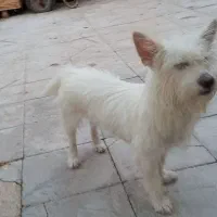 سگ اشپیتز