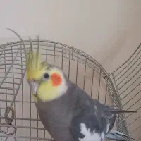 عروس هلندی نر با قفس