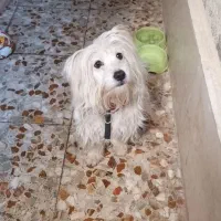 سگ شیتزو - پانی