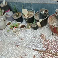 گلدان رایگان